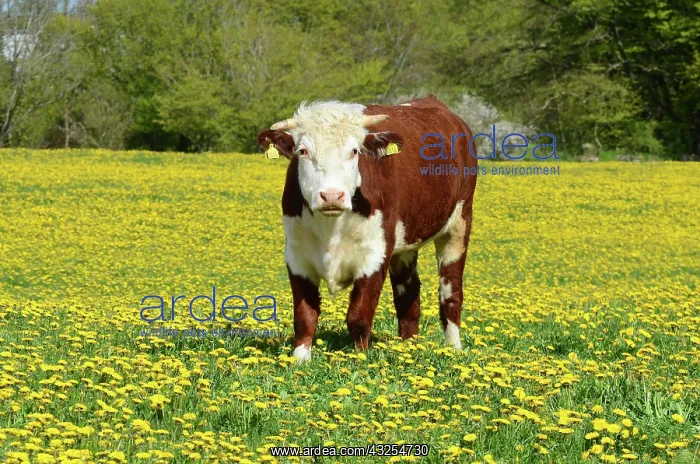 : Hereford bull standing in a field of dandelion : Hereford bull standing in a field of dandelion
