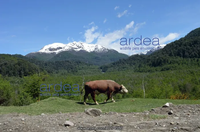: Hereford bull walking in the Andes - Argentina : Hereford bull walking in the Andes - Argentina