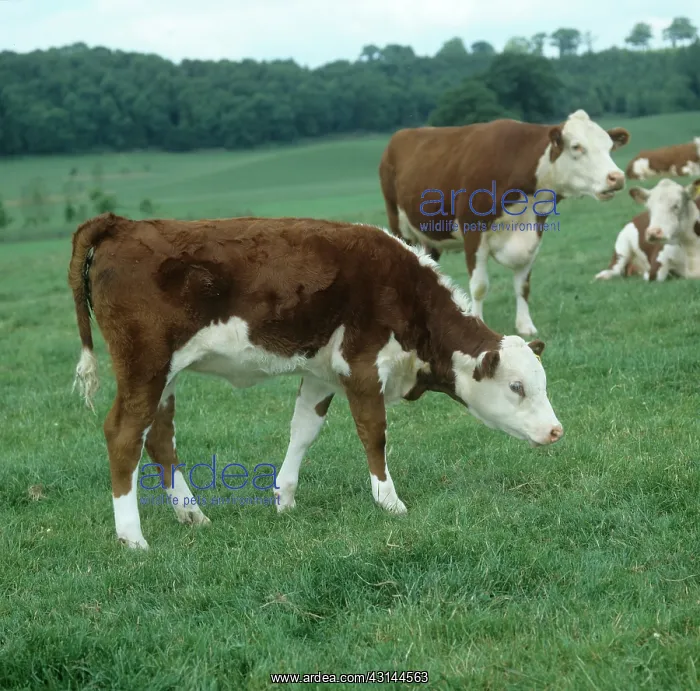 : Hereford calf : Hereford calf