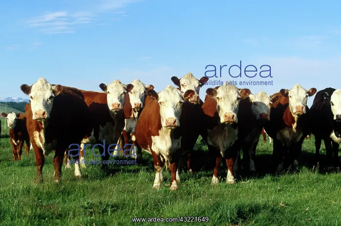 : Hereford Cattle : Hereford Cattle
