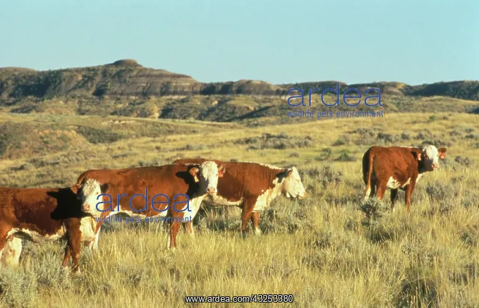 : Hereford cattle : Hereford cattle