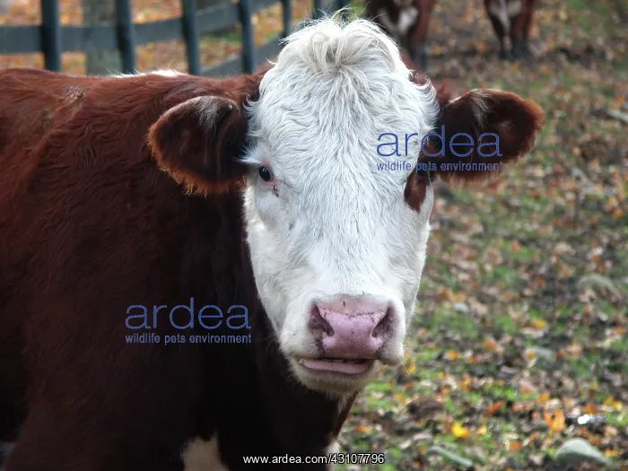 : Hereford Cow : Hereford Cow