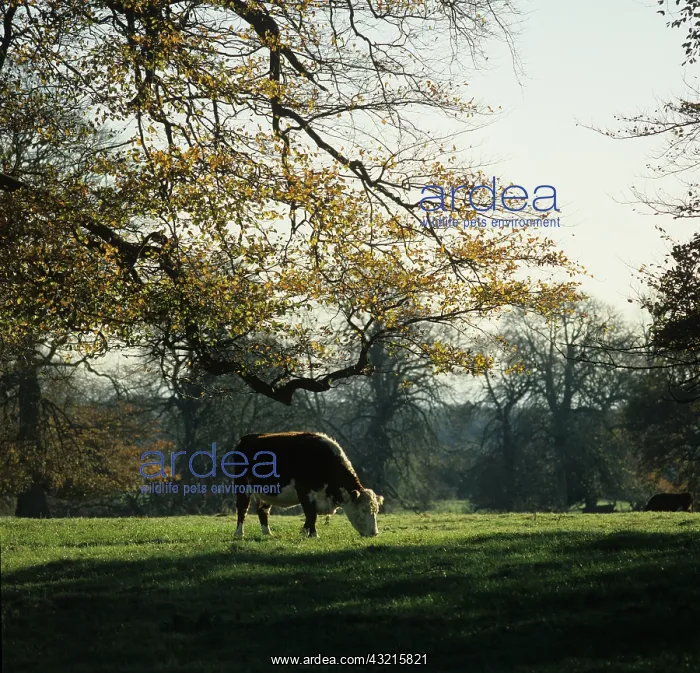 : Hereford cow : Hereford cow