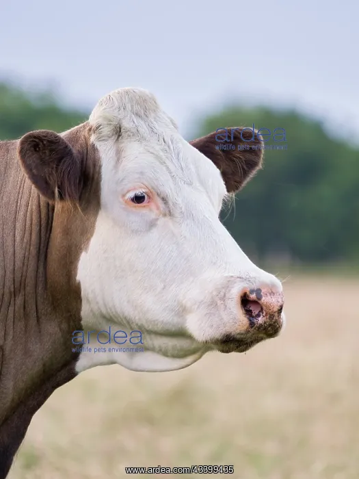 : Hereford Cow : Hereford Cow
