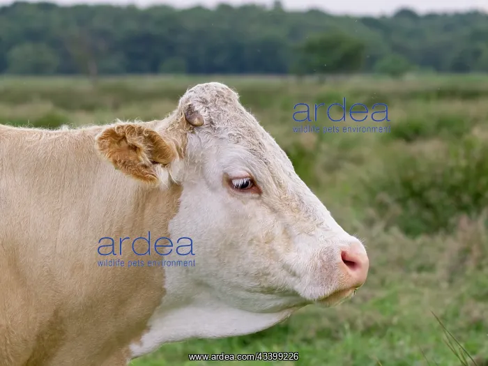 : Hereford Cow - on grazing marsh Norfolk UK : Hereford Cow - on grazing marsh Norfolk UK