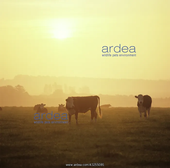  : Hereford steers