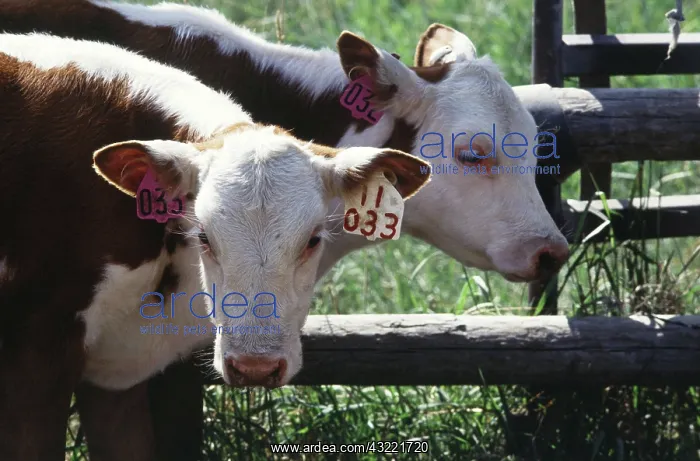 : Hereford twins : Hereford twins