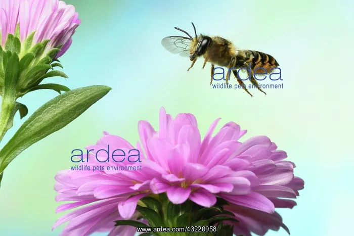 : Heriades truncorum (Heriades truncorum), in flight : Heriades truncorum (Heriades truncorum), in flight