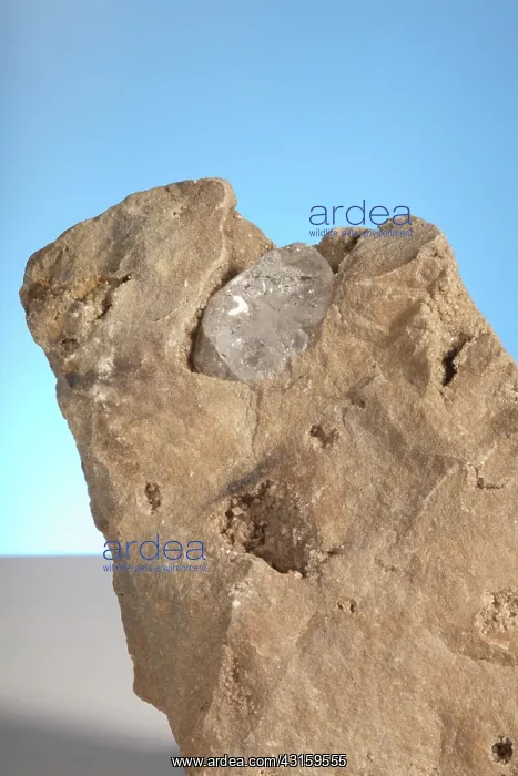 : Herkimer Diamond : Herkimer Diamond
