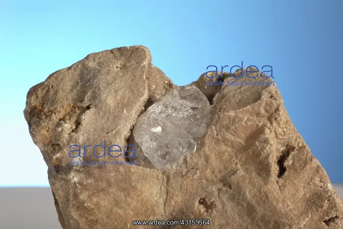 : Herkimer Diamond : Herkimer Diamond