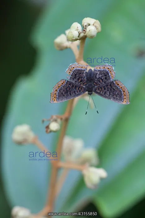 : Hermadora Metalmark : Hermadora Metalmark