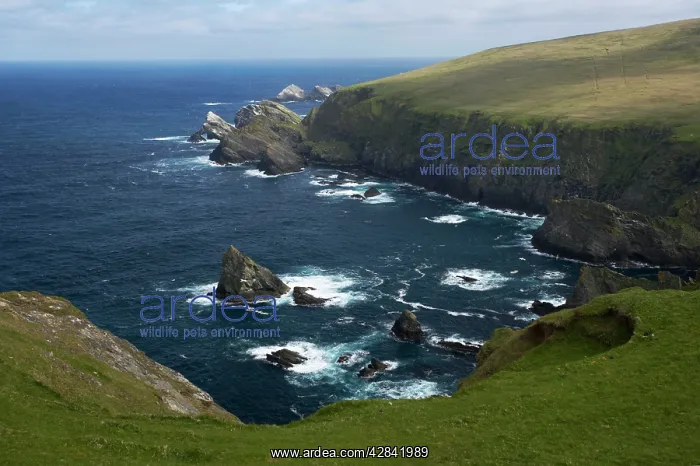 : Hermaness Cliffs : Hermaness Cliffs