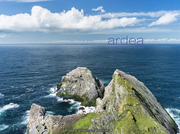 : Hermaness National Reserve, Northern Gannet : Hermaness National Reserve, Northern Gannet