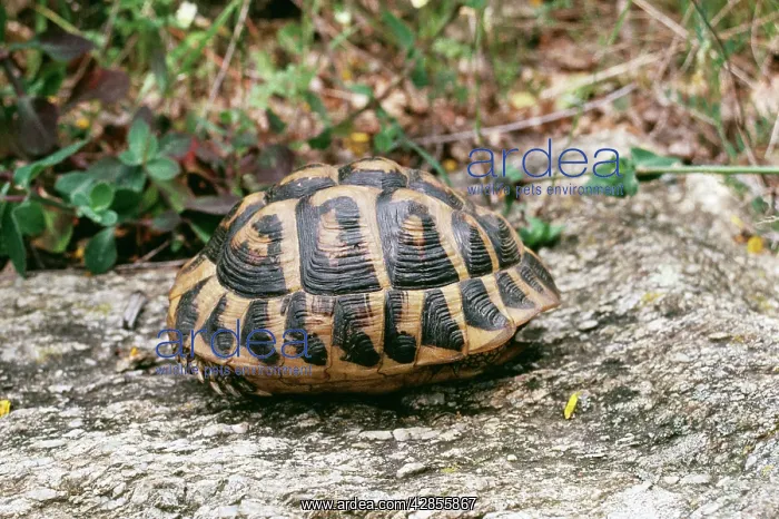 : HermannIs Tortoise : HermannIs Tortoise