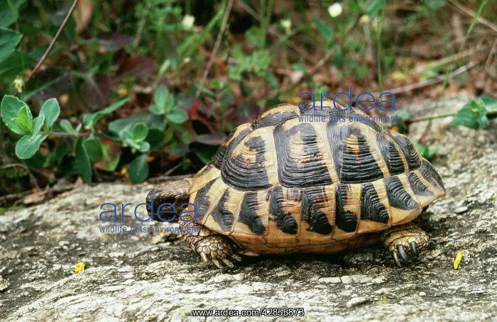 : HermannIs Tortoise : HermannIs Tortoise
