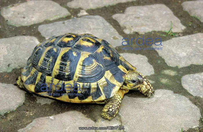 : Hermann's Tortoise : Hermann's Tortoise