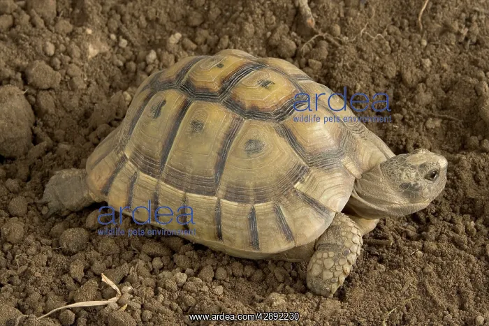  : Hermann's Tortoise