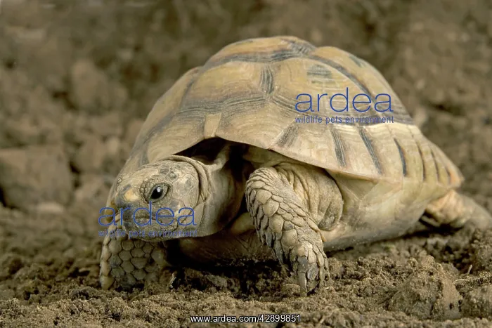 : Hermann's Tortoise : Hermann's Tortoise