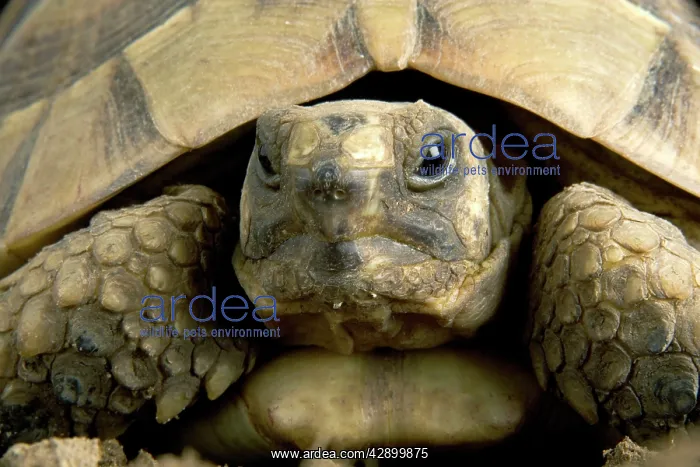 : Hermann's Tortoise : Hermann's Tortoise