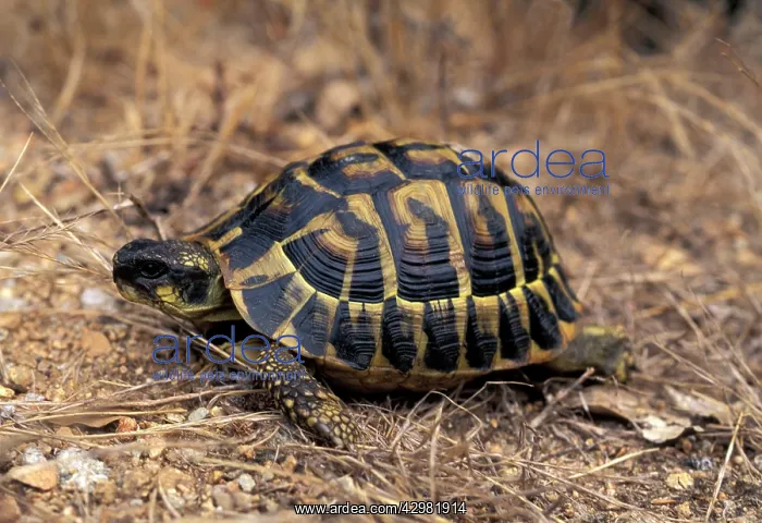 : Hermann's Tortoise : Hermann's Tortoise