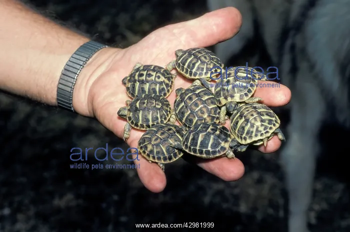 : Hermann's tortoise : Hermann's tortoise