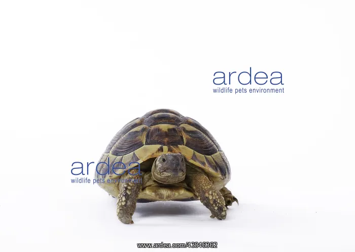  : Hermann's Tortoise