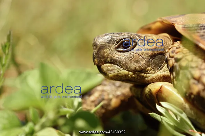 : Hermann's Tortoise : Hermann's Tortoise