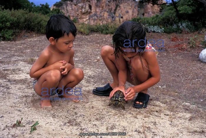 : Hermann's tortoise - children : Hermann's tortoise - children