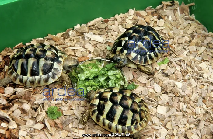 : Hermann's Tortoise - feeding on lettuce : Hermann's Tortoise - feeding on lettuce