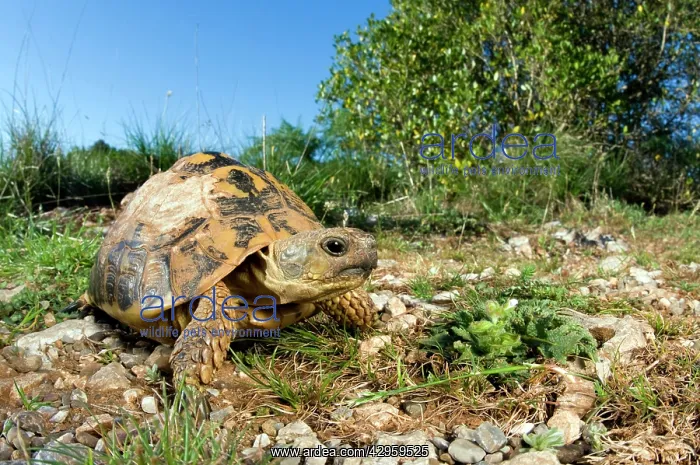 : Hermann's Tortoise - in habitat : Hermann's Tortoise - in habitat