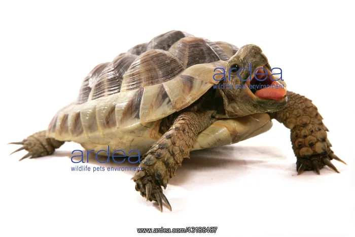 : Hermann's Tortoise (Testudo hermanni), adult, with : Hermann's Tortoise (Testudo hermanni), adult, with