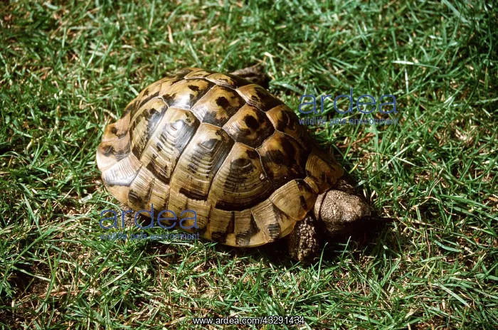 : HERMANS TORTOISE : HERMANS TORTOISE
