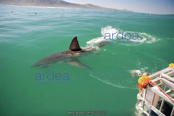 : Hermanus, South Africa. Some of the legendary : Hermanus, South Africa. Some of the legendary