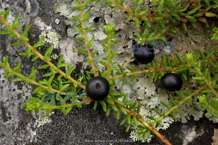 : Hermaphrodite crowberry : Hermaphrodite crowberry