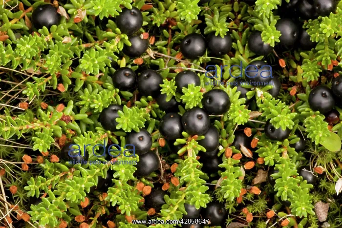 : Hermaphrodite form of crowberry in fruit : Hermaphrodite form of crowberry in fruit