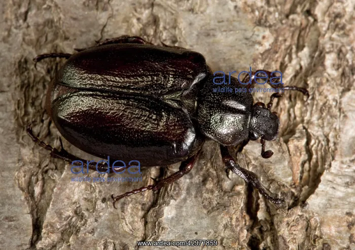 : Hermit Beetle - on bark : Hermit Beetle - on bark