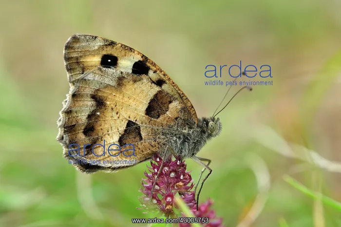  : Hermit Butterfly