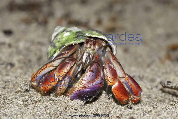  : Hermit crab
