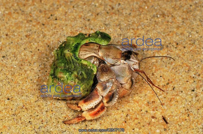 : Hermit Crab : Hermit Crab