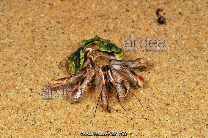 : Hermit Crab : Hermit Crab