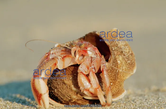 : Hermit Crab : Hermit Crab