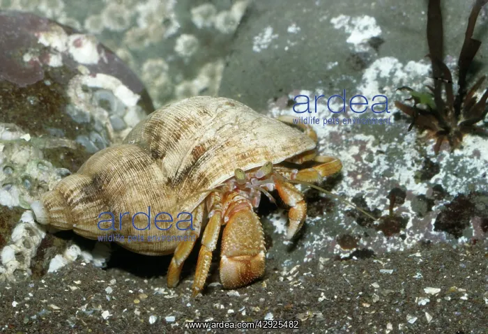 : HERMIT CRAB : HERMIT CRAB