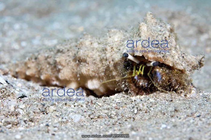 : Hermit Crab : Hermit Crab