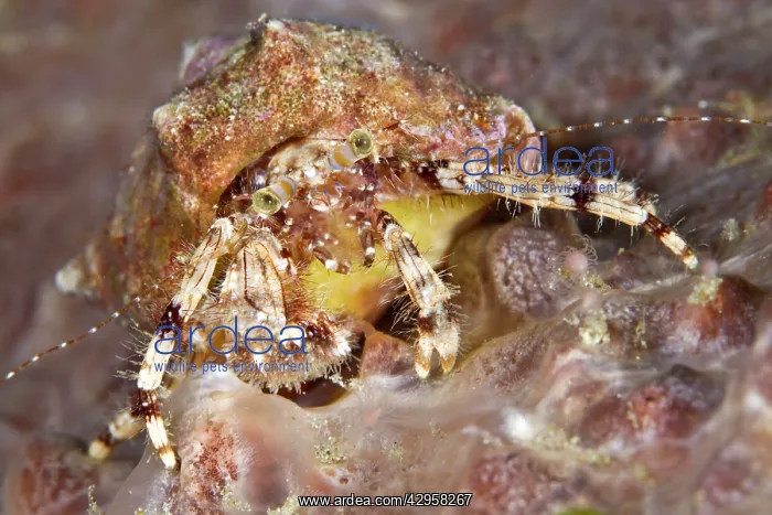 : Hermit Crab : Hermit Crab