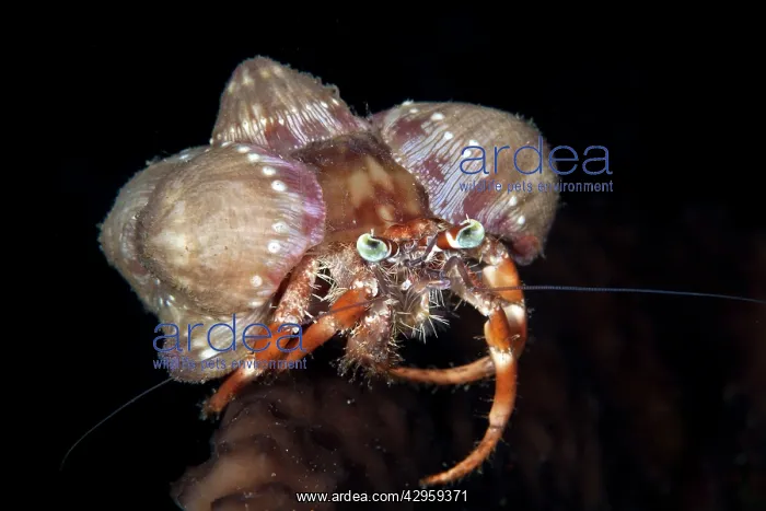 : Hermit Crab : Hermit Crab