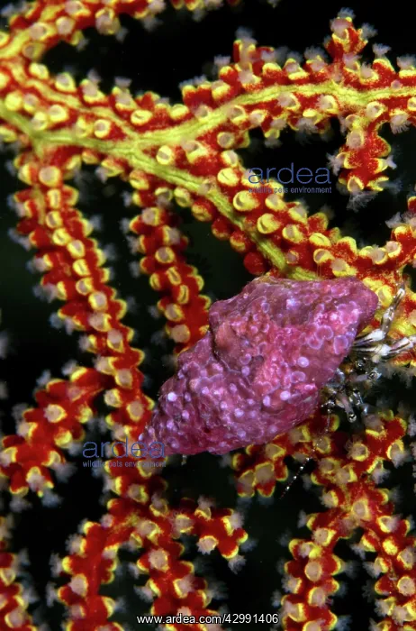 : Hermit Crab : Hermit Crab