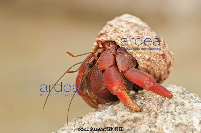 : Hermit Crab : Hermit Crab