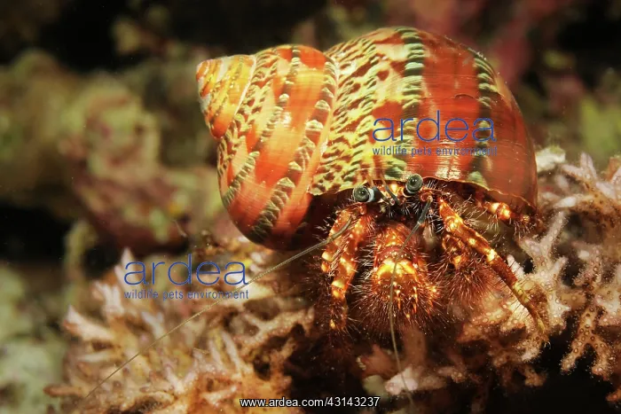 : Hermit Crab : Hermit Crab