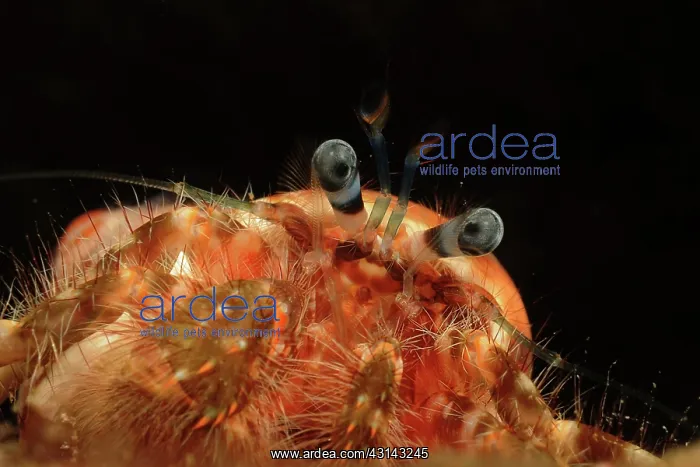 : Hermit Crab : Hermit Crab