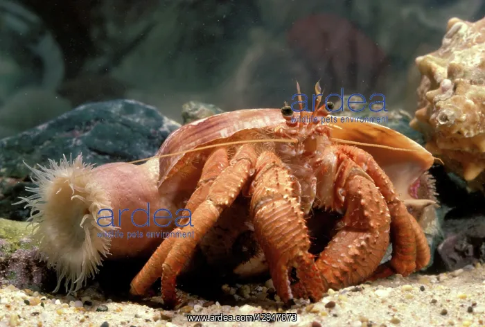 : Hermit crab - with anemone that will be taken to : Hermit crab - with anemone that will be taken to